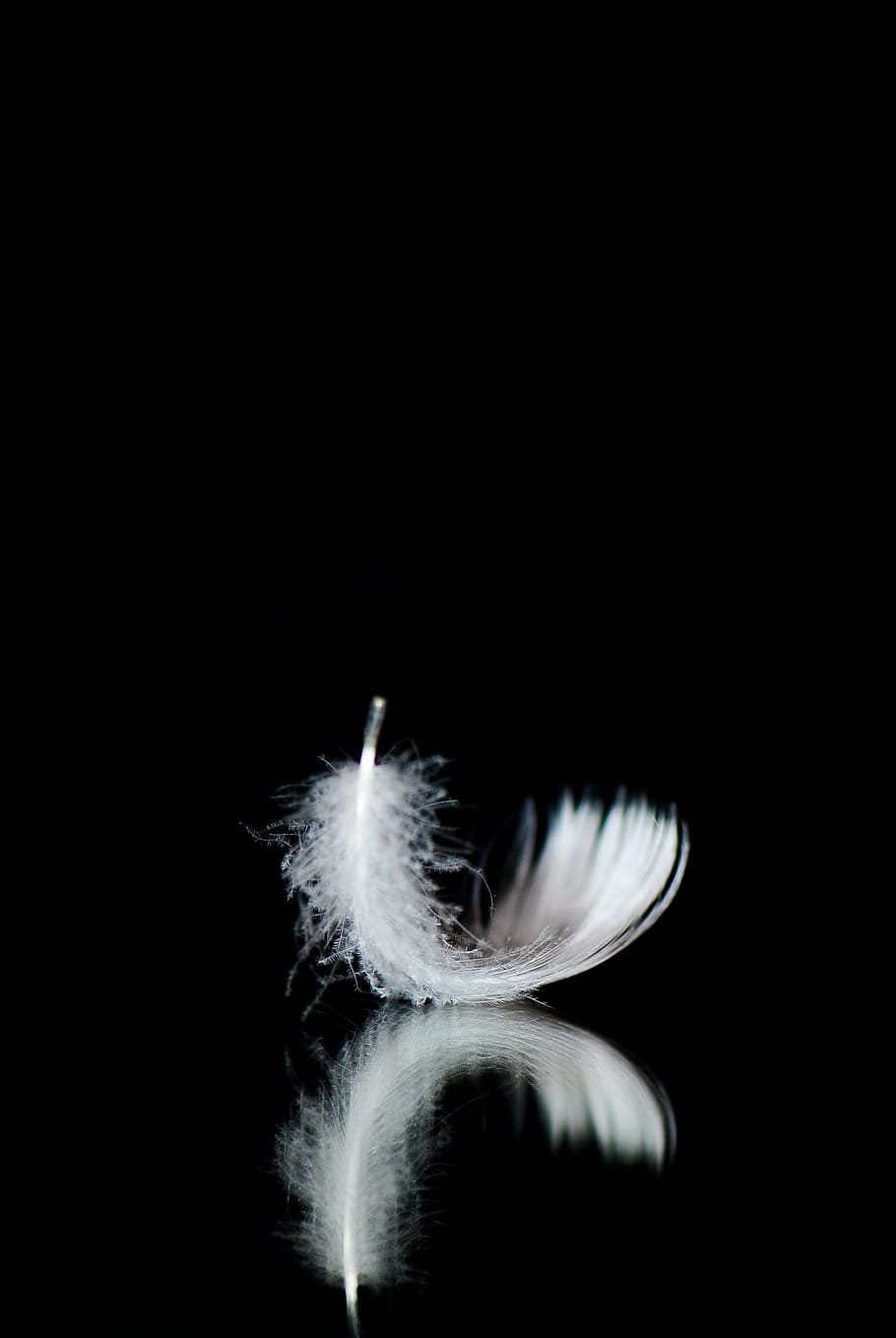 macro photography, white, feather, minimal, nero, black background, studio shot, copy space, motion, indoors