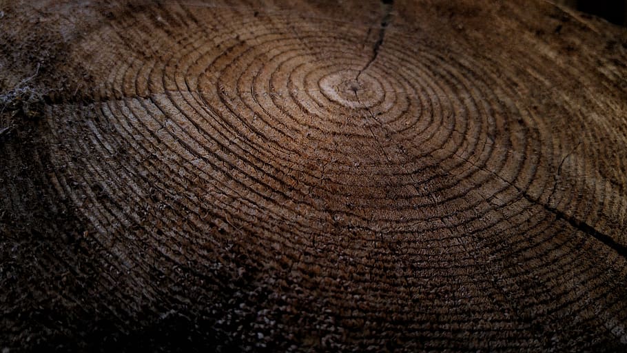 wood, logging, tree, textured, backgrounds, tree ring, close-up, pattern, wood - material, tree stump