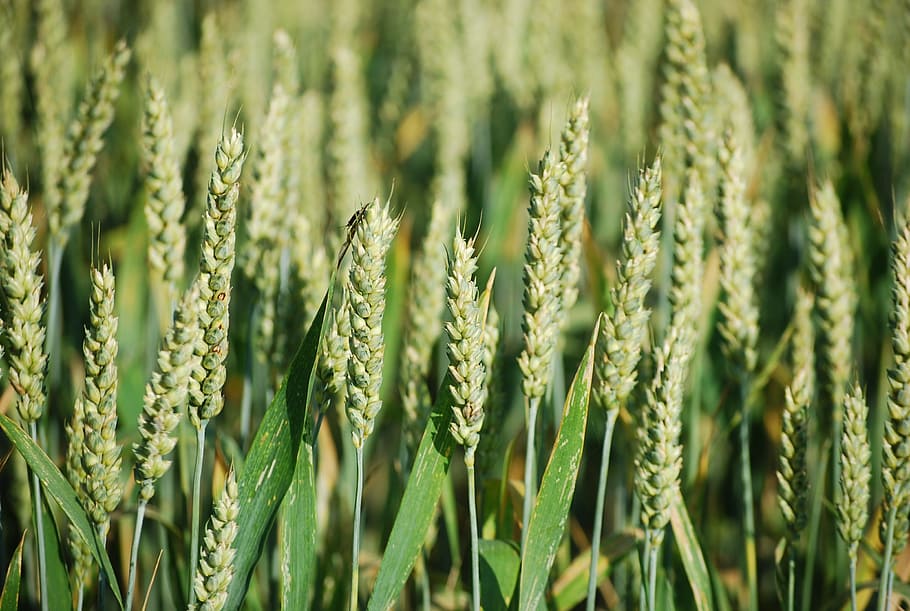 Ear, Field, Cereals, Grain, Agriculture, cornfield, field crops, wheat field, summer, nature
