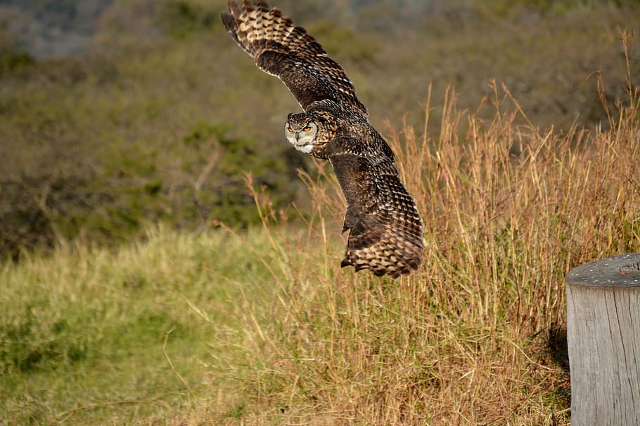 brown flying owl, owl, bird, fly, nature, wildlife, predator, feather, hunter, prey