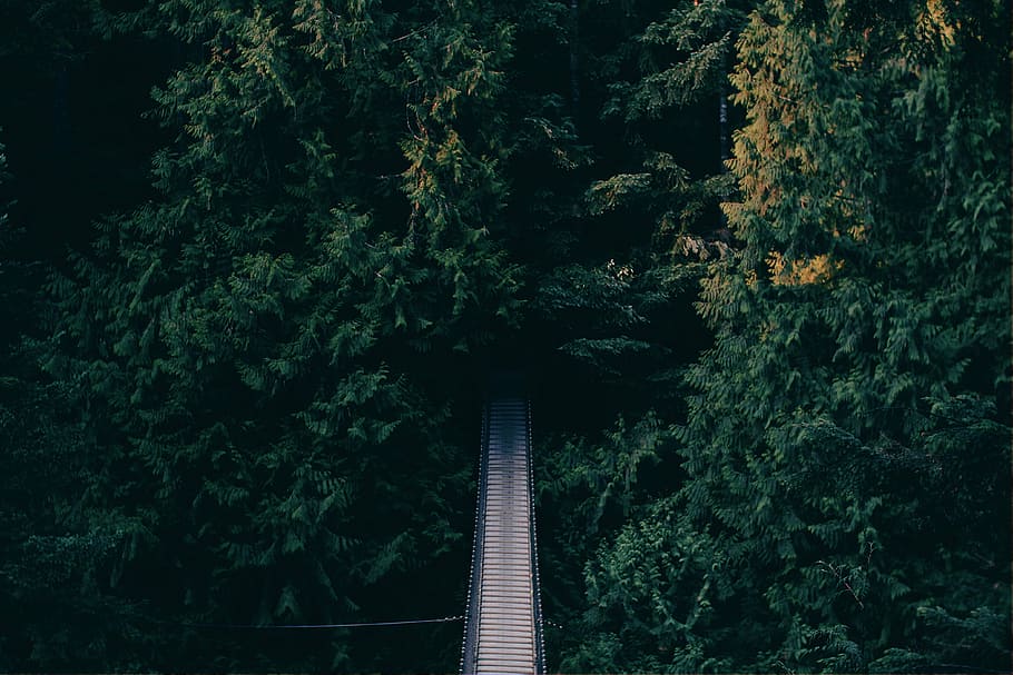 gray, bridge, surrounded, trees, nature, woods, forest, aerial, green, travel