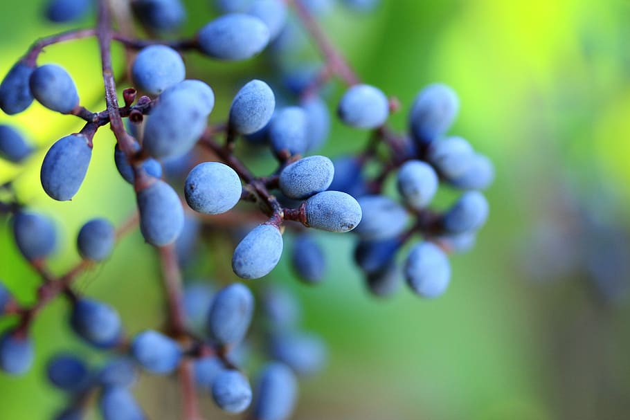 selective, focus photo, blueberries, daytime, berries, blue, fruit, tree, berry, sweet