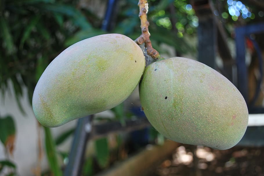 mango, green, tree, on tree, fruit, food, organic, healthy, tropical, fresh