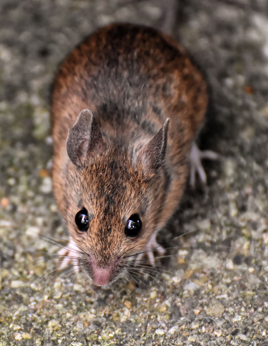 eye to eye, wood mouse, rodent, nager, foraging, mouse, mammal, nature, cute, small