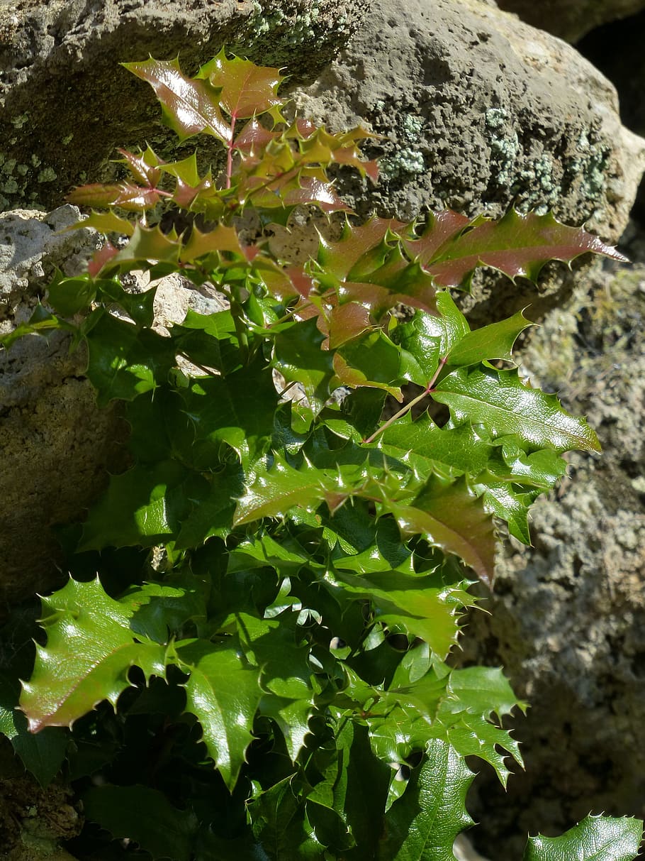 Acebo, Blatter, verde, rojo, espinoso, ilex aquifolium, acebo común, ilex, verde acebo, aquifoliaceae