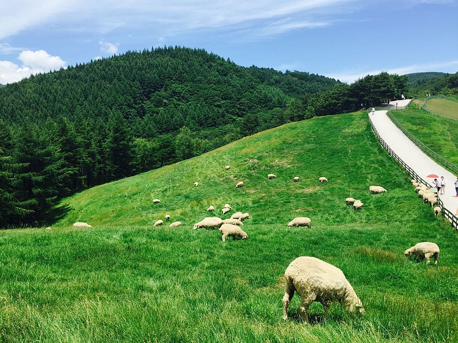 rebaño de ovejas, daegwallyeong, yang, el rebaño, un rebaño de ovejas, rancho, campo, cielo, montaña, hierba
