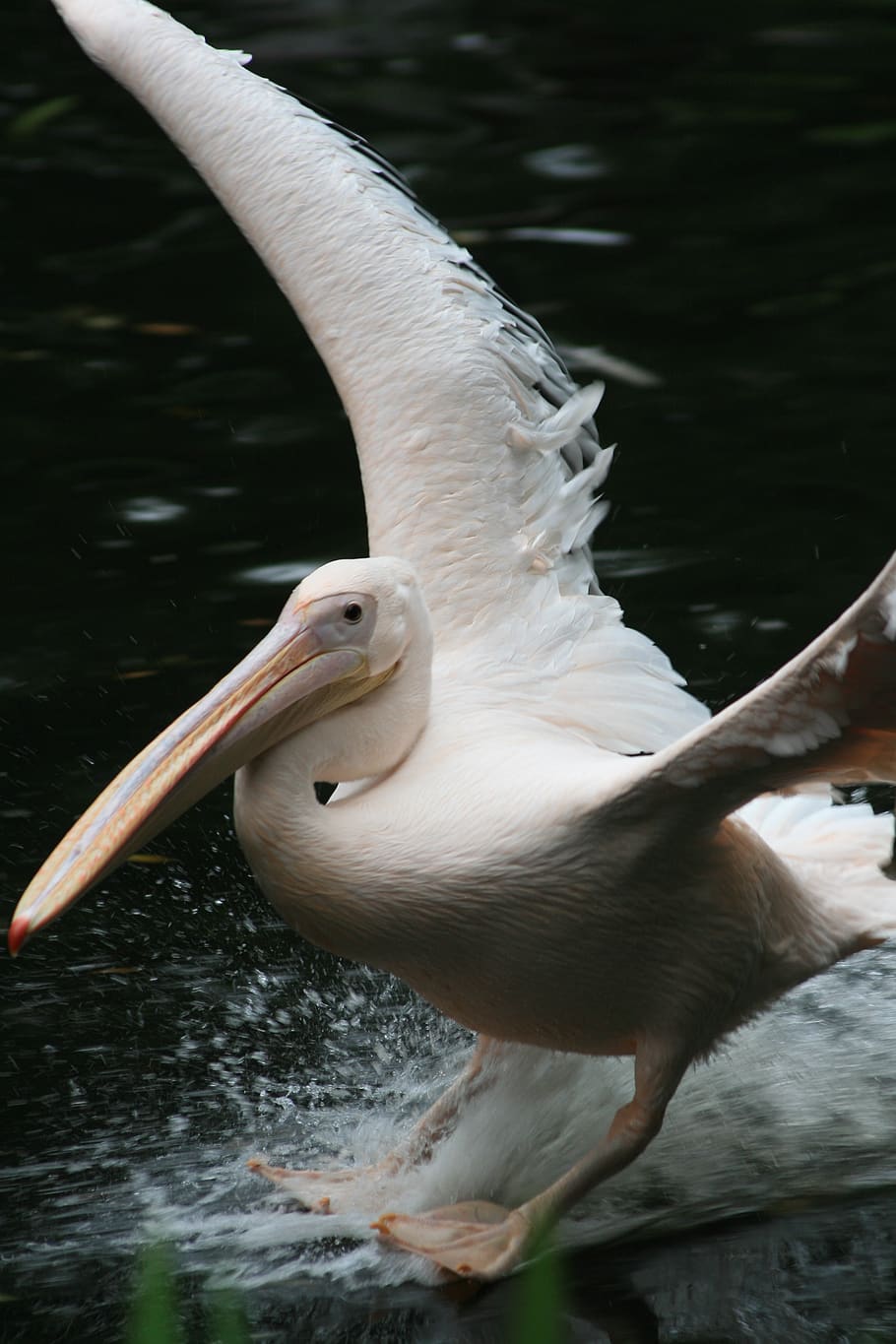pelikan, ave, plumaje, zoológico, proyecto de ley, naturaleza, animal, seevogel, Temas de animales, vertebrado