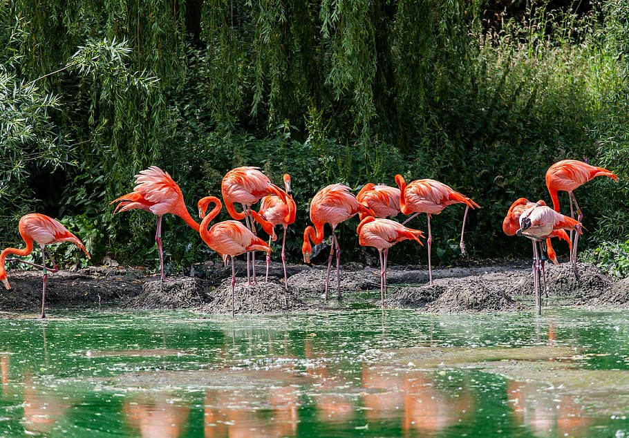 flamingo, birds, waterbirds, tall, pink, flamingos, wildlife, feather, colorful, feathers