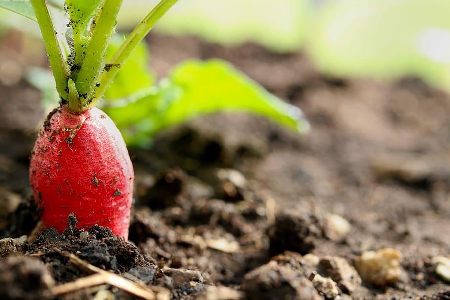 rabanete, legumes, jardim, cultivo, crescimento, comida e bebida, vermelho, comida, natureza, terra