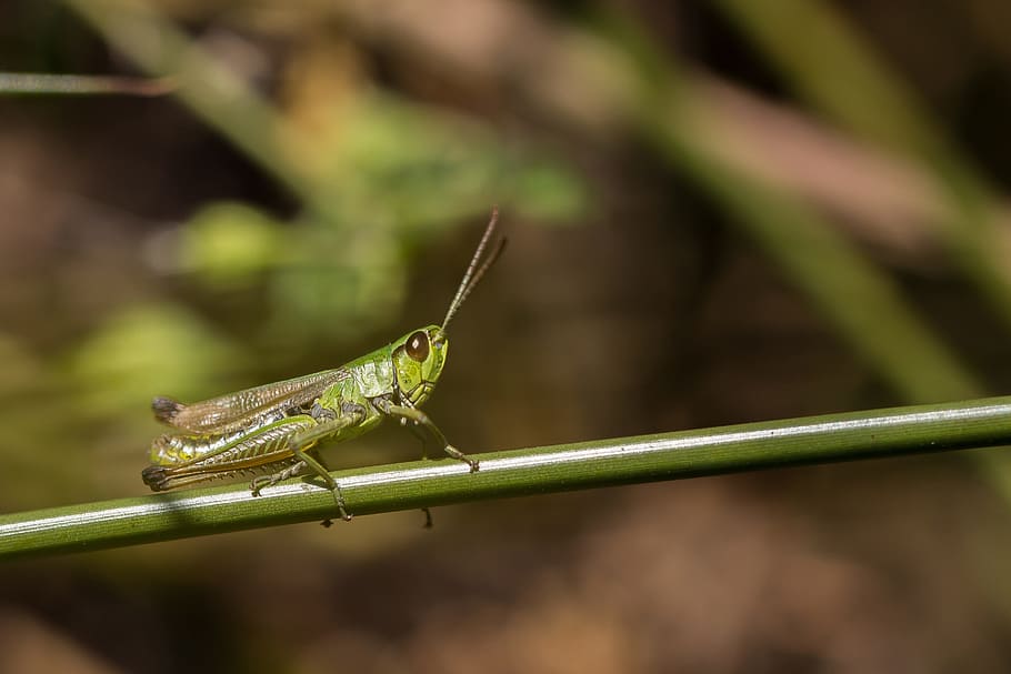 grasshopper, meadow, insect, grass, macro, close, skip, animal themes, one animal, animal