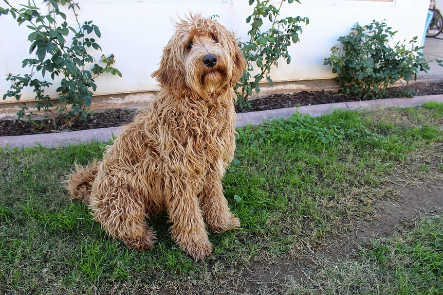 sitting, adult labradoodle, green, grass, white, wall, labradoodle, lab, dog, puppy
