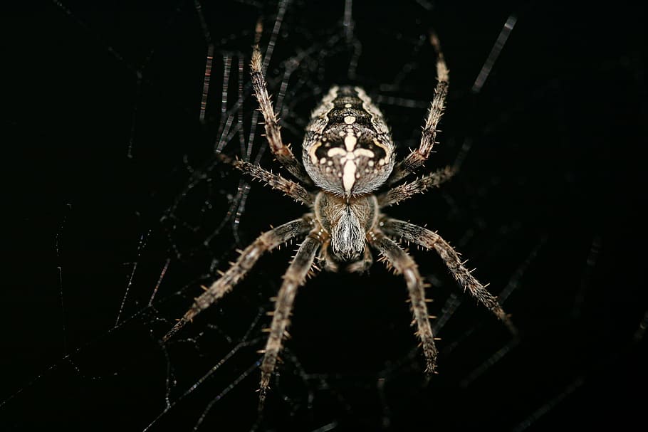 araneus diadematus, araña cruzada, araña de jardín europea, araña diadema, tejedor de orbe coronado, araña, animal, arácnido, macro, telaraña