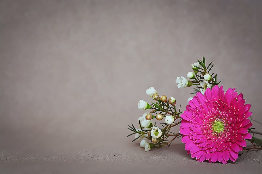ピンク, ガーベラデイジーの花, 白, 低木の花, 花, ガーベラ, 花びら, 春の花, schnittblume, テキストdom