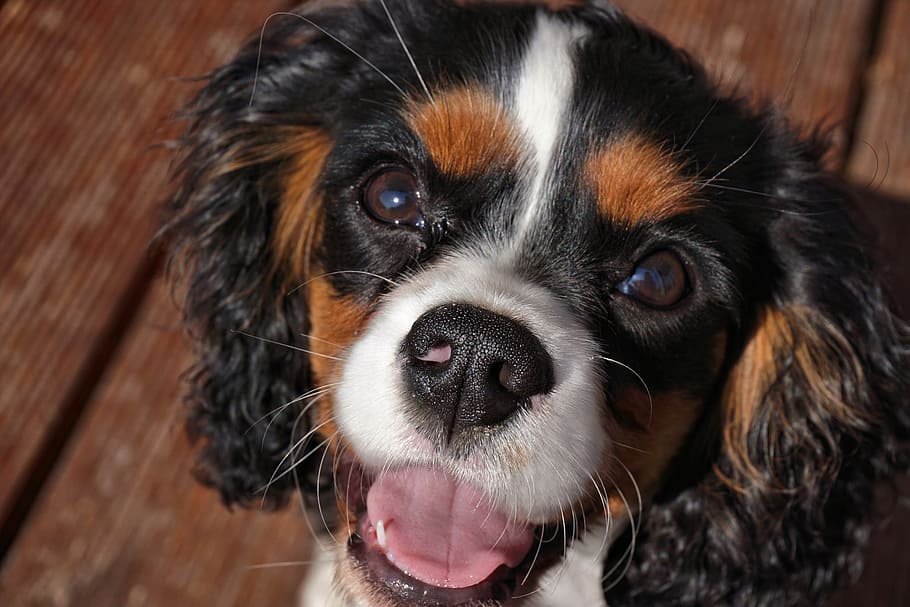 cavalier king charles, puppy, dog, cute, young dog, small dog, animal portrait, animals, hundeportrait, pet