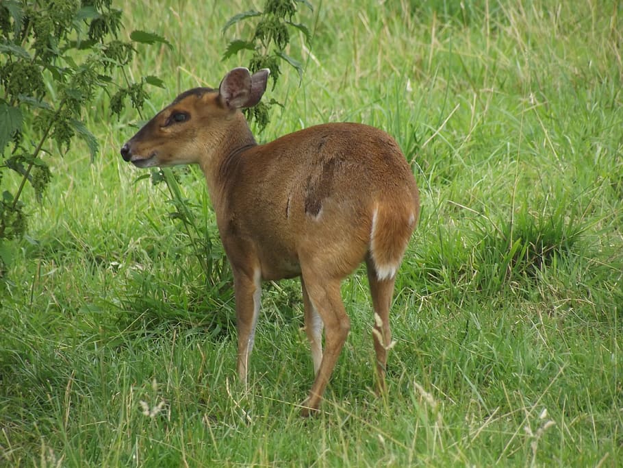 鹿 バンビ かわいい 動物 野生動物 子鹿 赤ちゃん 草 動物のテーマ 植物 Pxfuel