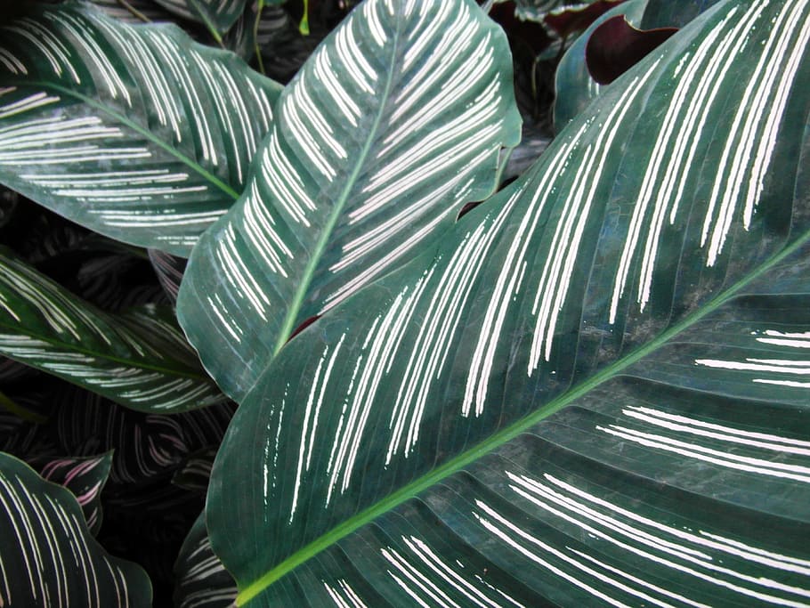 folhas, verdes, brancas, listradas, folha, cor verde, parte da planta, planta, crescimento, close-up