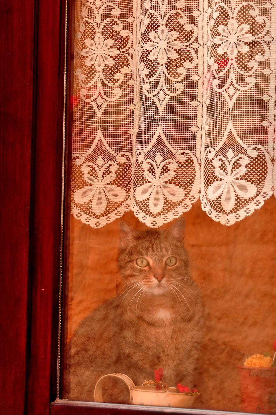 window, cat, feline, kitty, pet, animal, kitten, cute, interior, windowsill