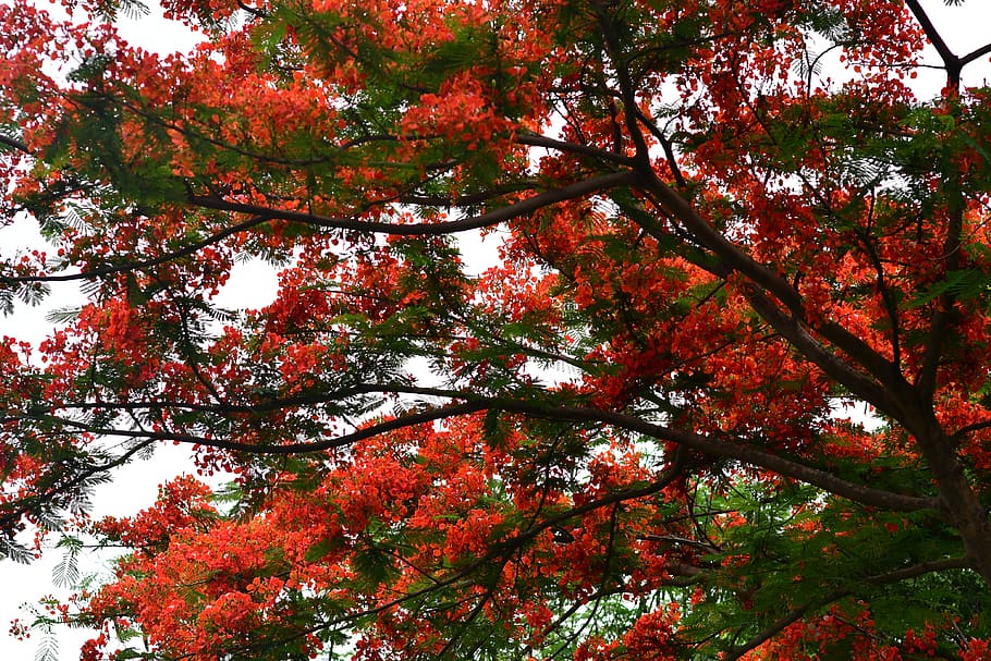 flamboyant, caesalpinioideae, exotic, red blossom, compound, semi-evergreen, tropical, bright, colorful, tree