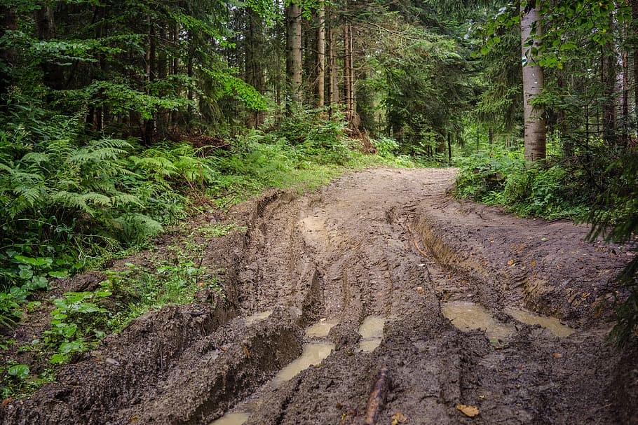 forest, muddy, road, focus photo, way, mud, track, tree, the road through the forest, pool