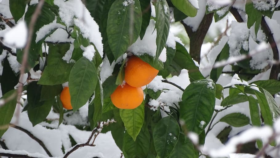 ジョージア, 雪, タンジェリン, 健康的な食事, 葉, 植物の部分, 食べ物, 木, 果物, オレンジ色