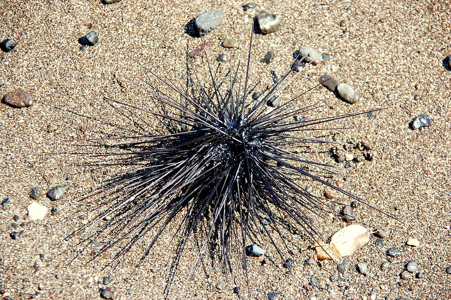 sea urchin, bali, sea, animals, beach, sand, nature, summer, land, animal wildlife