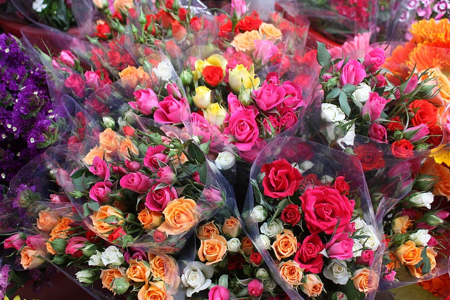 flores, laranja, planta, rosas, colorido, flor, beleza natural, fragilidade, vulnerabilidade, rosa