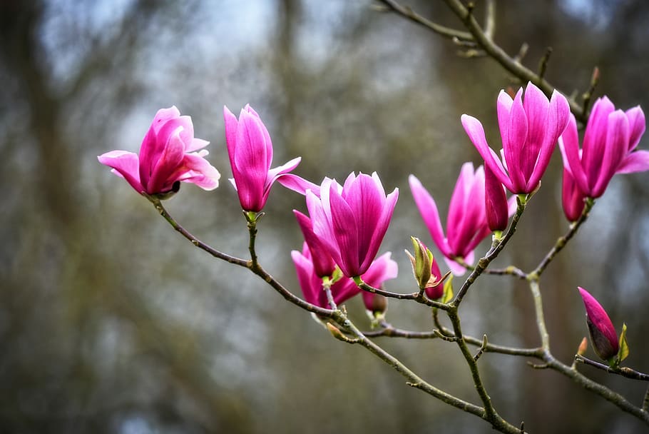 primer plano, foto, rosa, magnolias, magnolia, flor, arbusto, árbol,  magnolioideae, floración | Pxfuel