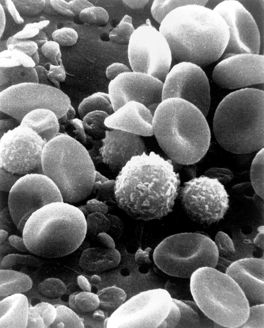foto em escala de cinza, humano, células do corpo, células sanguíneas, células, microscópio eletrônico, varredura, sangue, microscópico, medicina