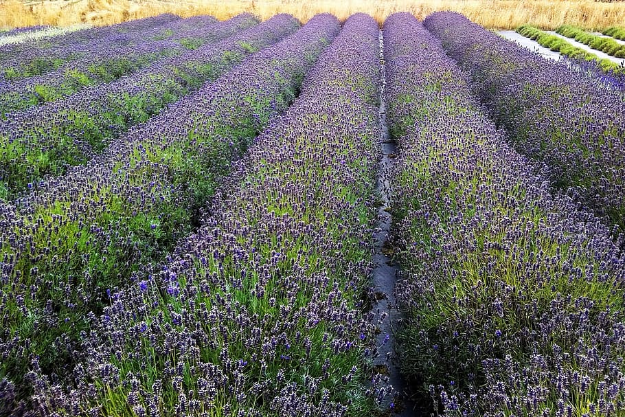 garden-lavender-field-farm.jpg