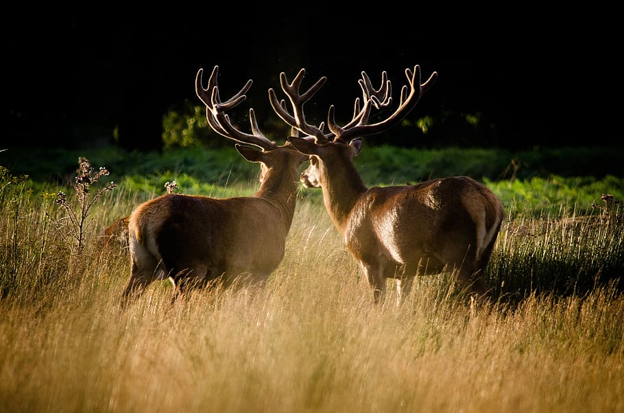 deer, nature, park, wild, mammal, antler, wilderness, outdoors, grass, forest