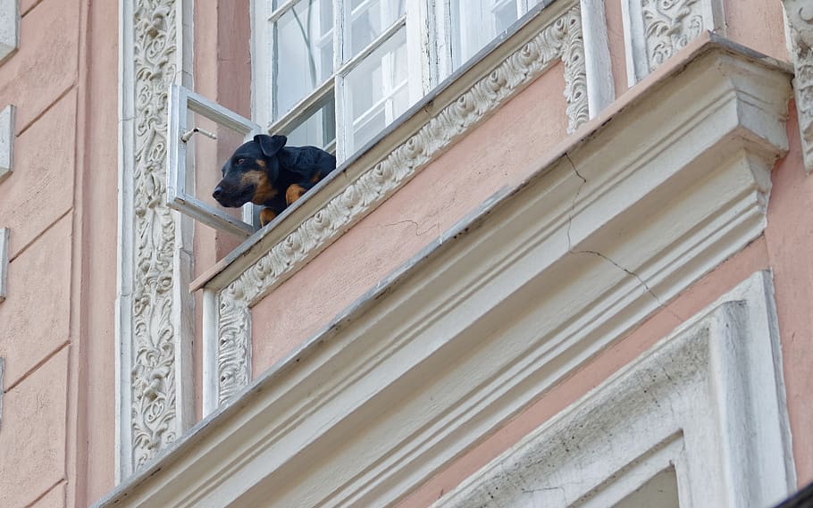 cão, animal de estimação, canino, preto, marrom, colocado, janela, o quarto, piso, construção