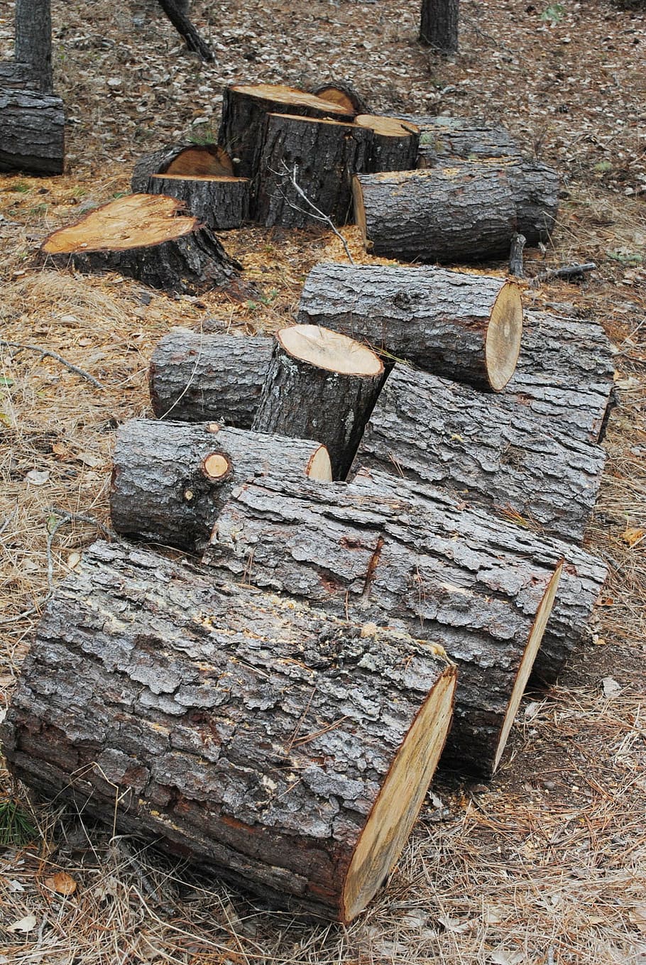 木 丸太 製材 木材 森林 環境 伐採 枝 薪 杭 Pxfuel