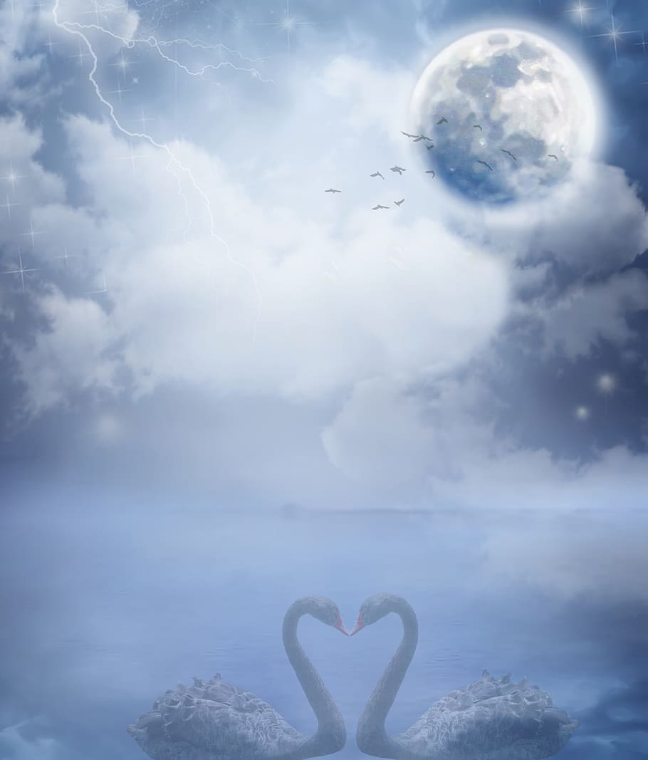 white, swan, full, moon wallpaper, background, stationery, guestbook, sky, moon, swans
