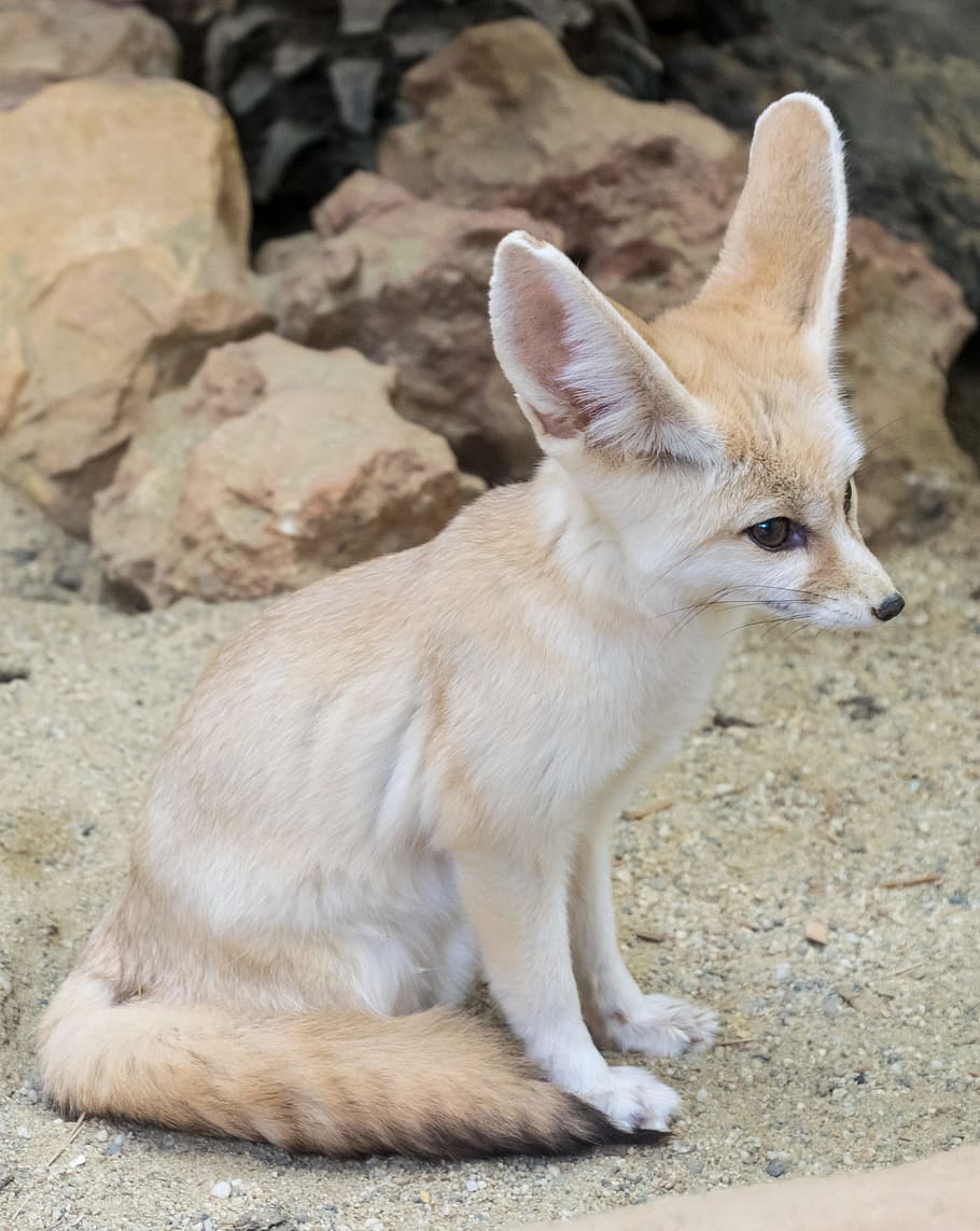 white, beige, fennec fox, fox, sand fox, vulpes, animal, wild, mammal, carnivore