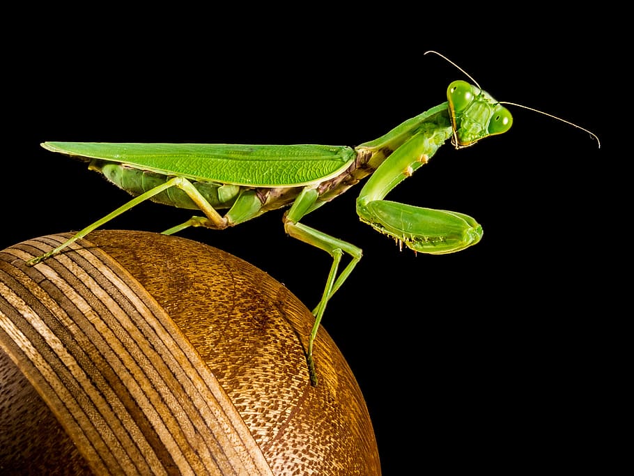 close-up photo, green, praying, mantis, praying mantis, fishing locust, close, insect, invertebrate, animal wildlife