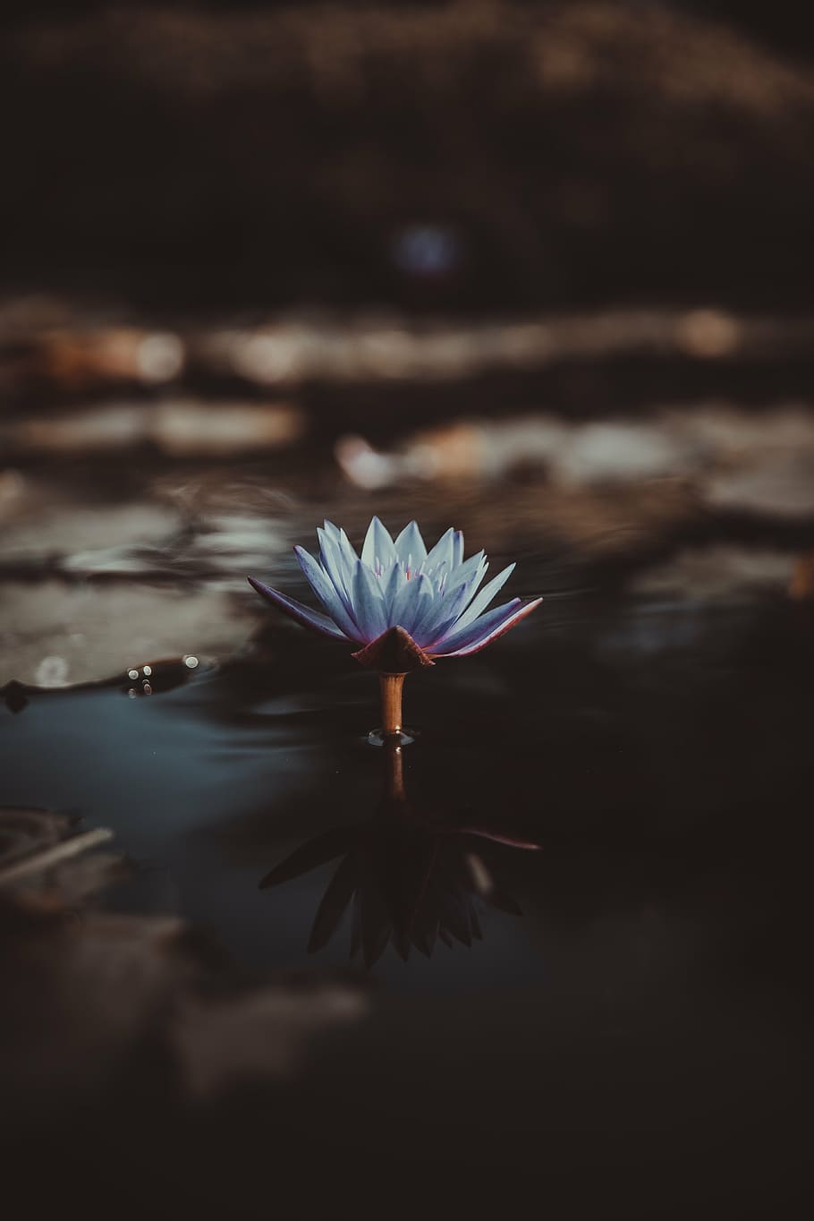 selective, focus photography, teal lotus flower, plant, flower, waterlily, pod, lavender, reflection, petal