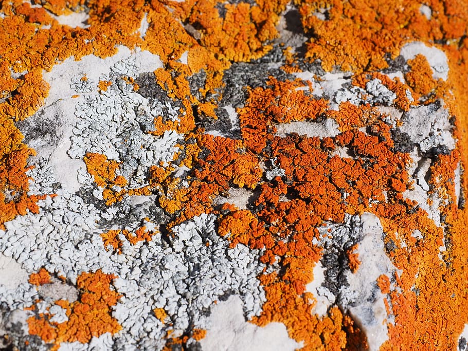 lichen, orange, fouling, rock, stone, xanthoria elegans, petite yellow lichen, laubflechte, lime, limestone
