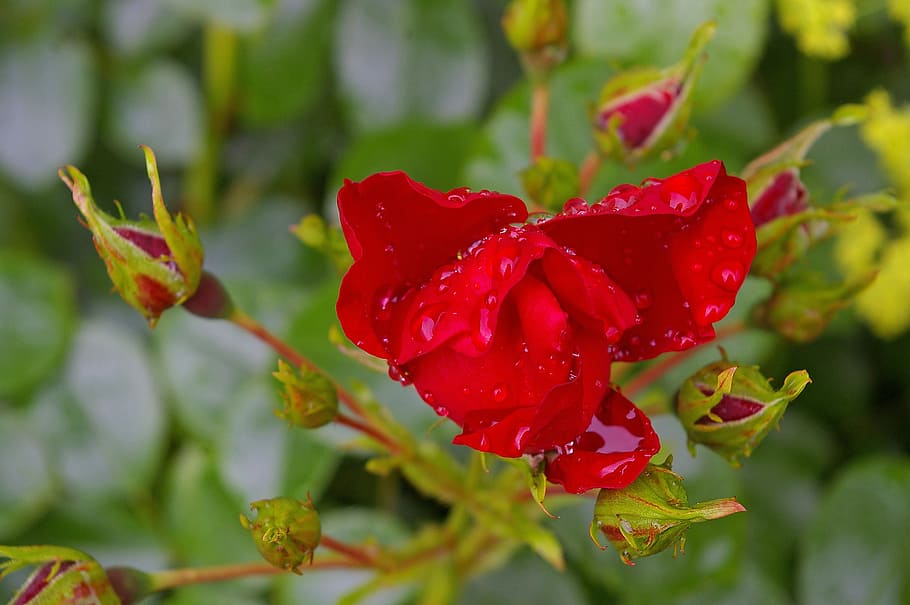 Какие розы цветут всю лета. Фото красные розы отцвели. Фото красных розы в цветущем саду. Red Roses Blossom.