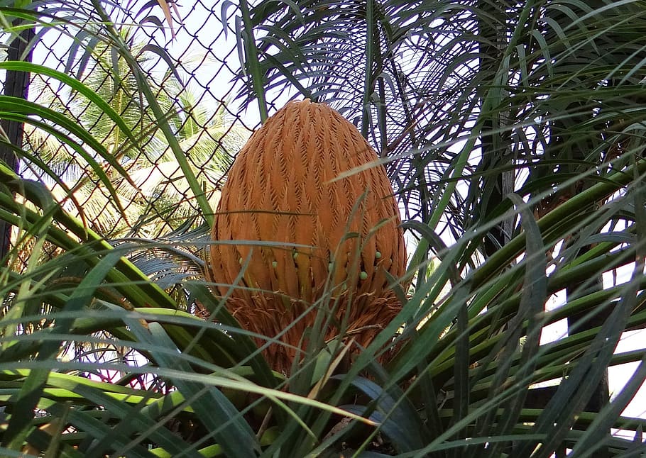 cycad, sago palm, cone, female, karnataka, india, plant, tree, growth, nature