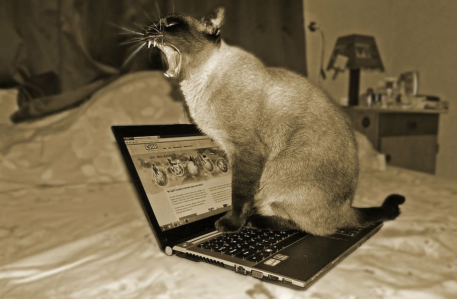 фотография, кот, превратили, портативный компьютер, домашнее животное, животное, информатика, домашняя кошка, домашние животные, темы животных