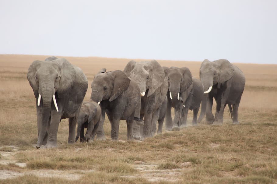 Kawanan, Gajah, Serengeti, Sapi, Keluarga, kawanan gajah, keluarga sapi, hewan di alam liar, satwa liar, hewan