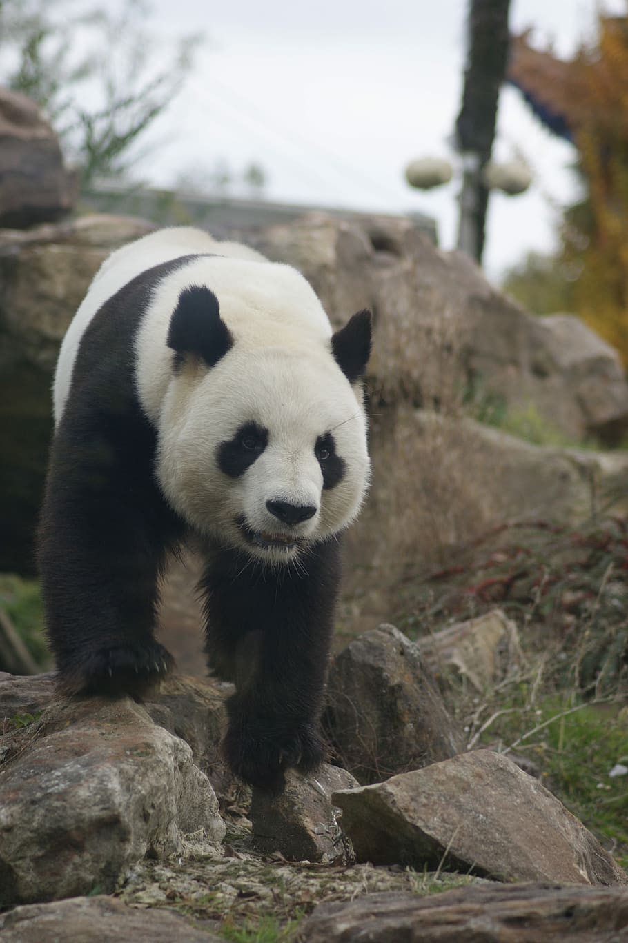 Panda, animal, salvaje, panda - animal, oso, mamífero, fauna, naturaleza, especies en peligro de extinción, panda gigante