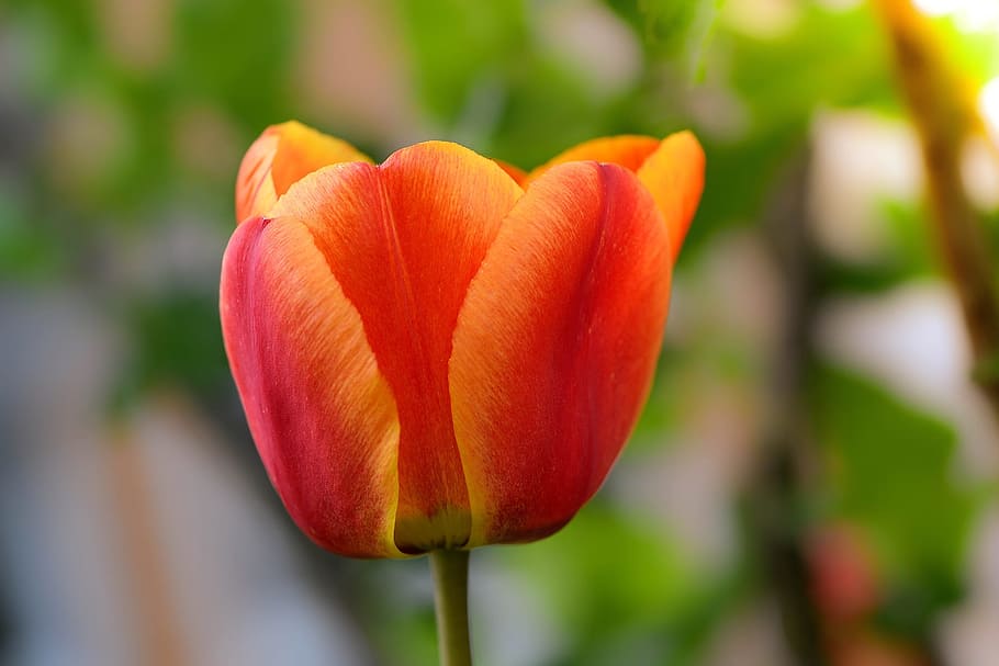 花 チューリップ 赤オレンジ 春の花 Schnittblume 庭 春 閉じる 開花植物 鮮度 Pxfuel
