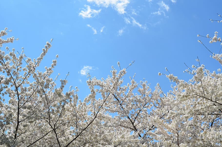 white leafed trees, white, flowers, day, time, blue, sky, clouds, nature, cherry