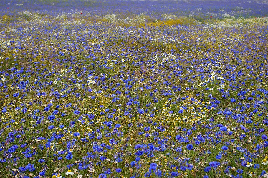 biru, putih, bidang bunga, siang hari, bunga jagung, kornblumenfeld, musim panas, berjalan, alam, lanskap
