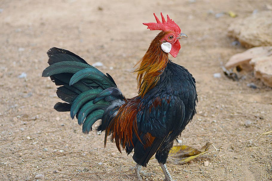 closeup, black, red, rooster, gallo, colors, ave, color, colorful, domestic fowl