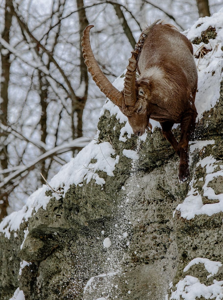 brown, billy ibex, climbing, gray, rock formation, capricorn, alpine ibex, goat-like, rock, jump