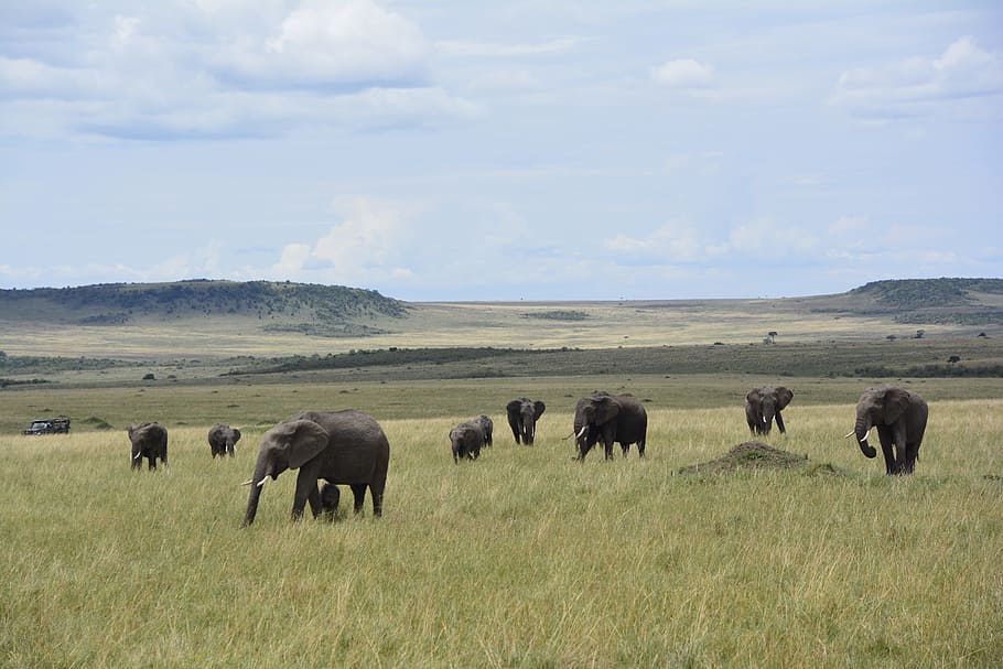 elephants, green, grass, daytime, savannah, kenya, africa, safari, mara, landscape