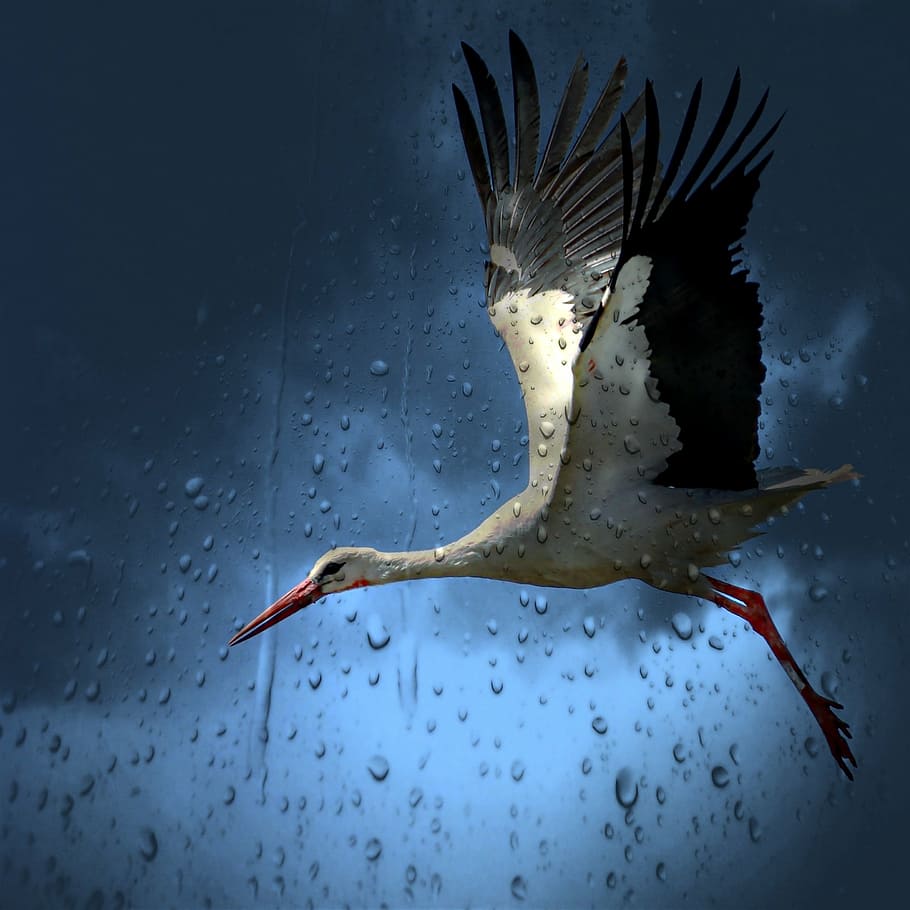white, gray, pink, long-beak long-legged, flying, bird, front, clear, surface, water dew