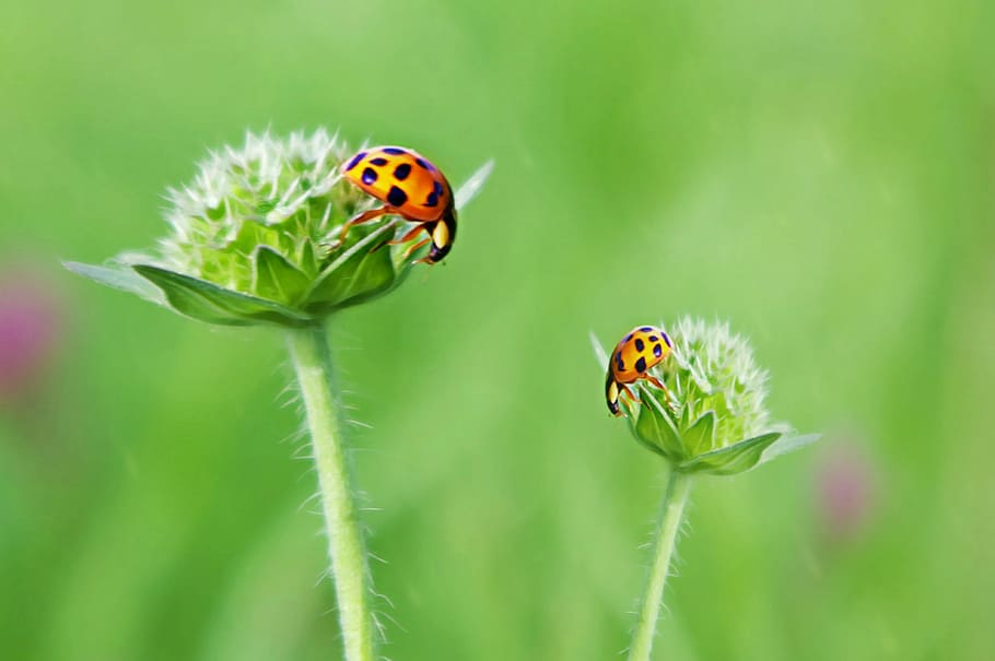 ladybug, luck, art, cheerful, meadow, satisfaction, points, beetle, flower, insect